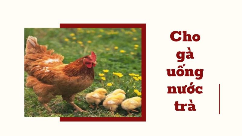 Trà xanh mang đến nhiều lợi ích cho sức khỏe của gà