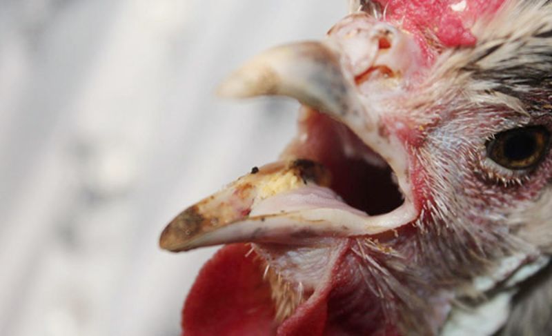 Khò khè ở gà có nguy hiểm không?