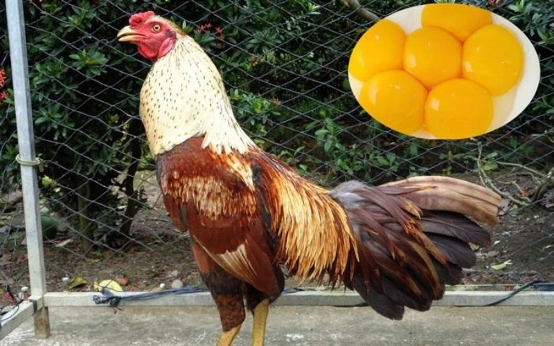 Không nên cho gà ăn quá lượng trứng định mức