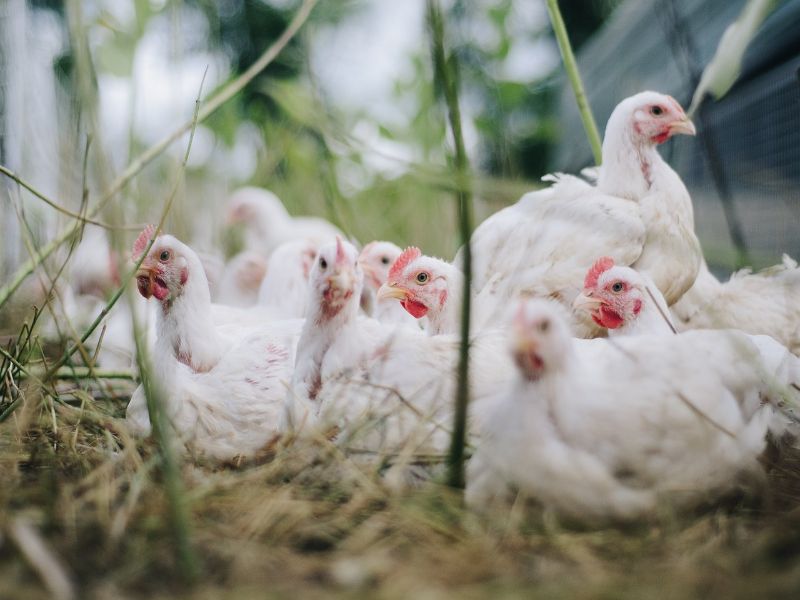 Những thông tin cơ bản nhất về bệnh gumboro xảy ra ở gà