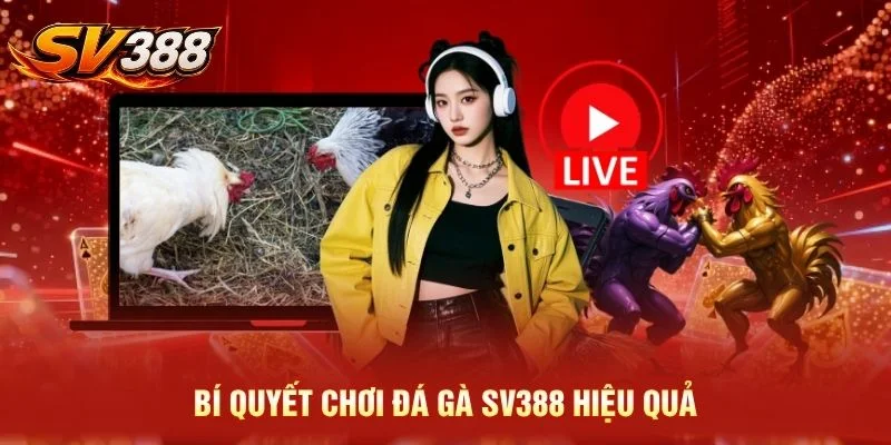 Bí quyết chơi đá gà SV388 hiệu quả 
