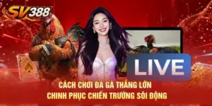 Cách Chơi Đá Gà Thắng Lớn - Chinh Phục Chiến Trường Sôi Động