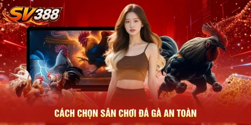 Cách chọn sân chơi đá gà an toàn