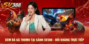 Xem Đá Gà Thomo Tại Sảnh SV388 - Đối Kháng Trực Tiếp